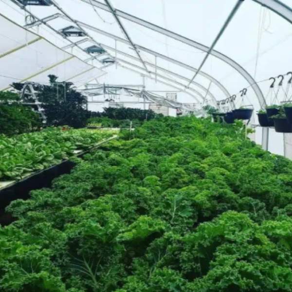 ARK greenhouse structures and controlled environment agriculture
