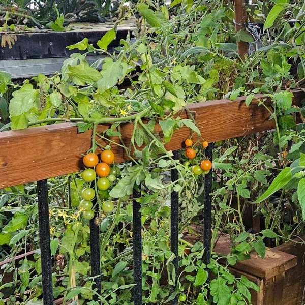 Tomato plants growing in greenhouse raised beds