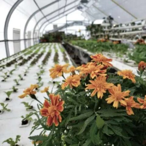 Greenhouse rows of crops