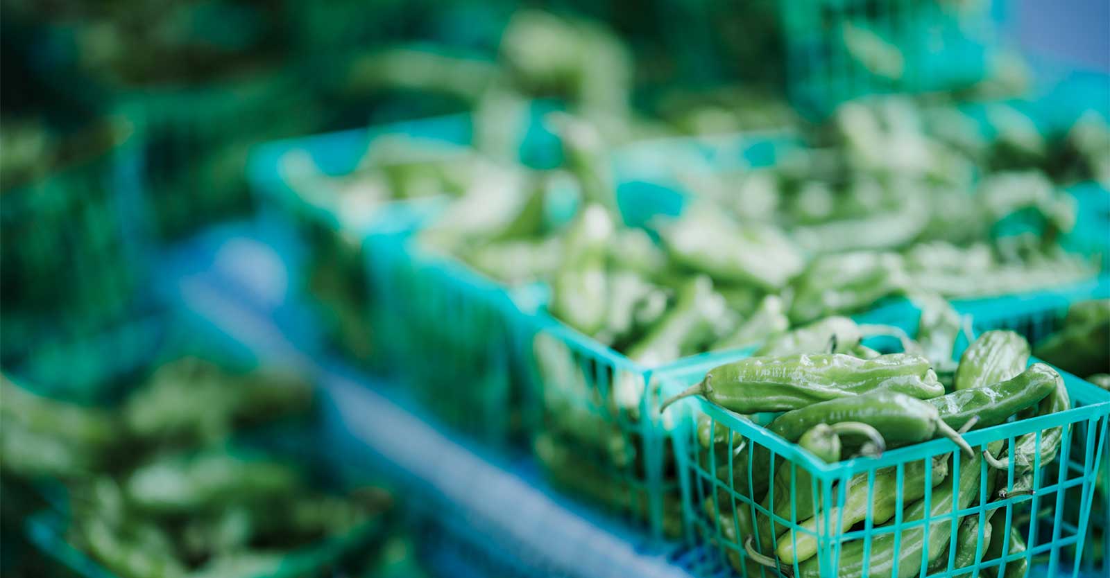 Fresh harvested vegetables