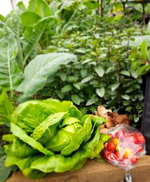 Fresh vegetables
